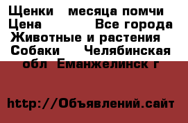 Щенки 4 месяца-помчи › Цена ­ 5 000 - Все города Животные и растения » Собаки   . Челябинская обл.,Еманжелинск г.